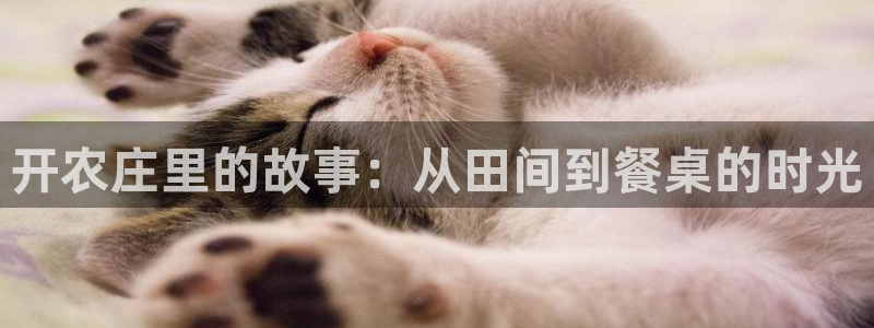 pg电子招财猫游戏爆分