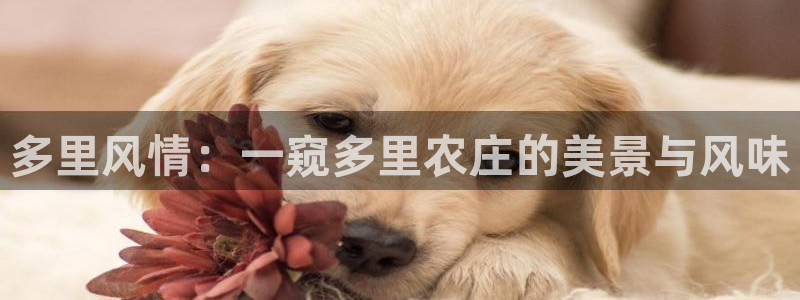 pg电子平台网站