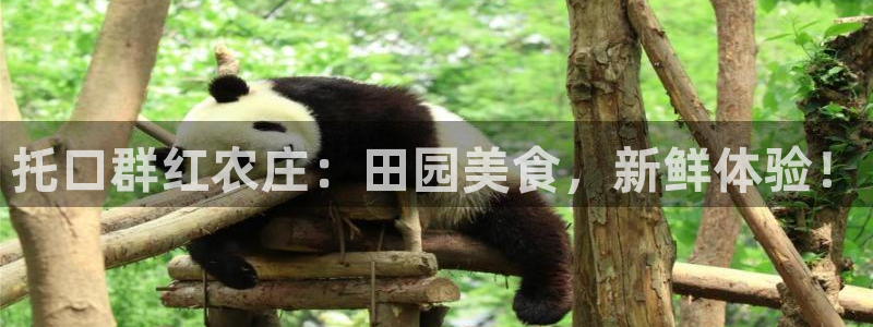 pg电子麻将胡了2