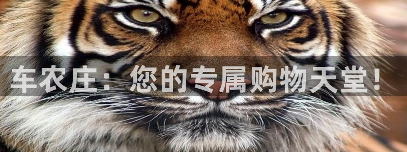 pg电子美洲野牛视频